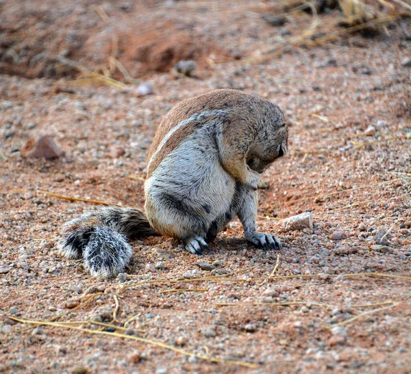 Meerkat Suricado Namíbia — Fotografia de Stock