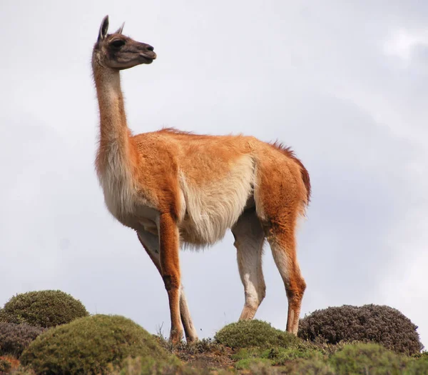 Guanacoes Lama Guanicoe Patagonii Torres Del Paine Nazwa Guanaco Pochodzi — Zdjęcie stockowe