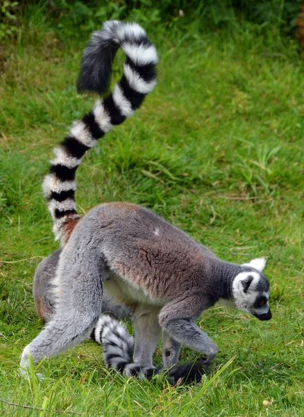 Кільцехвостий Лимон Lemur Catta Великим Приматом Стрепсиррін Найбільш Визнаним Лимоном — стокове фото