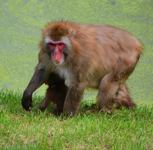 Macaco Japonesa Também Conhecida Como Macaco Neve Uma Espécie Terrestre — Fotografia de Stock