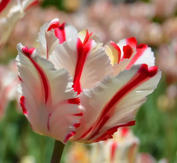 Belas Tulipas Rosa Branco Jardim — Fotografia de Stock