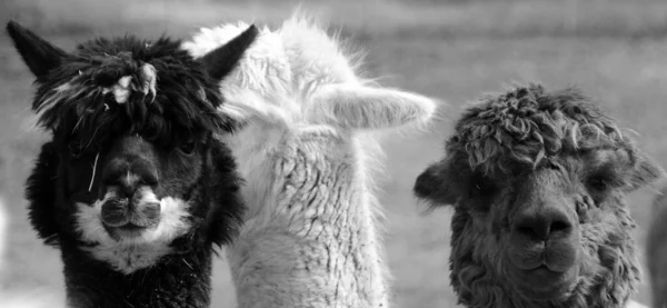 アルパカ Alpaca 南米のラクダ科の家畜種である アルパカはペルー南部のアンデス山脈の高さで放牧されています — ストック写真