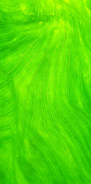 Folha Verde Fundo Textura — Fotografia de Stock