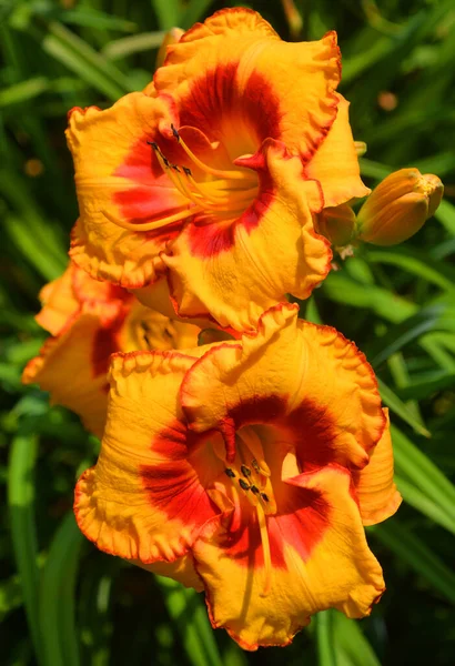 Een Daglelie Een Bloeiende Plant Van Het Geslacht Hemerocallis Tuinliefhebbers — Stockfoto