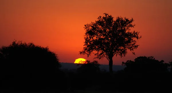 Закат Парке Крюгера Юар Один Крупнейших Заповедников Дичи Африке — стоковое фото