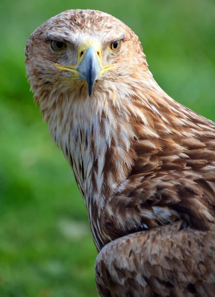 Westelijke Moeraskiekendief Circus Aeruginosus Een Grote Kiekendief Een Roofvogel Uit — Stockfoto