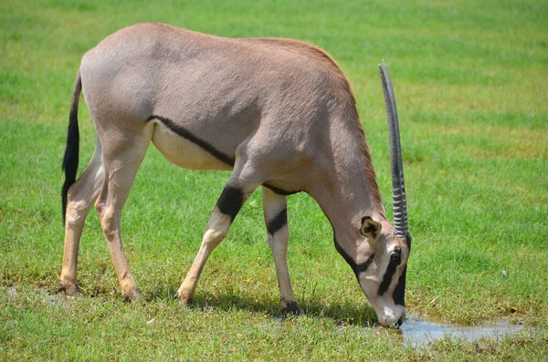 Oryx Afrique Est Oryx Beisa Aussi Connu Sous Nom Beisa — Photo