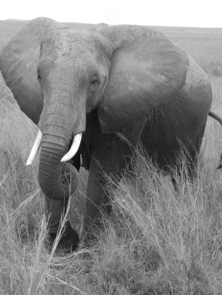 Elefante Amboseli National Park Maasai Amboseli Game Reserve Está Distrito — Fotografia de Stock