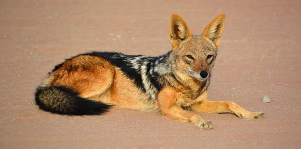 Dziki Lis Pustyni Namibia — Zdjęcie stockowe