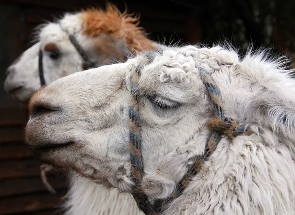 Chalten Argentina Llama Lama Glama South American Camelid Widely Used — Stock Photo, Image