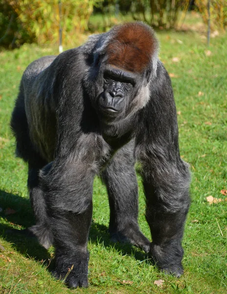 Der Westliche Flachlandgorilla Ist Eine Von Zwei Unterarten Des Westlichen — Stockfoto