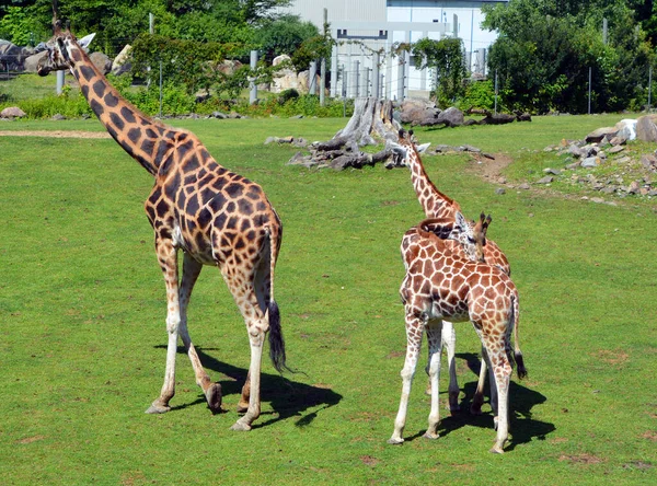 Жираф Giraffa Camelopardalis Африканський Негустий Ссавець Найвищий Усіх Видів Наземних — стокове фото