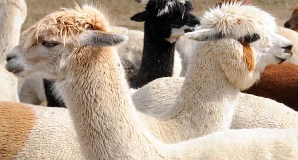 Alpaca Tämjd Art Sydamerikansk Kamelid Den Liknar Liten Lama Alpacas — Stockfoto