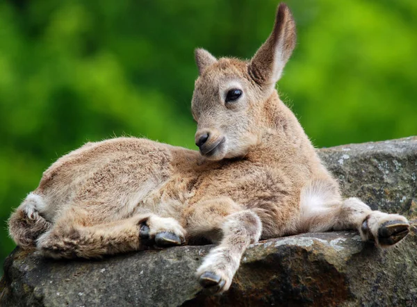 Baby Tahr Art Stora Asiatiska Artiodaktyl Hovdjur Relaterade Till Vilda — Stockfoto