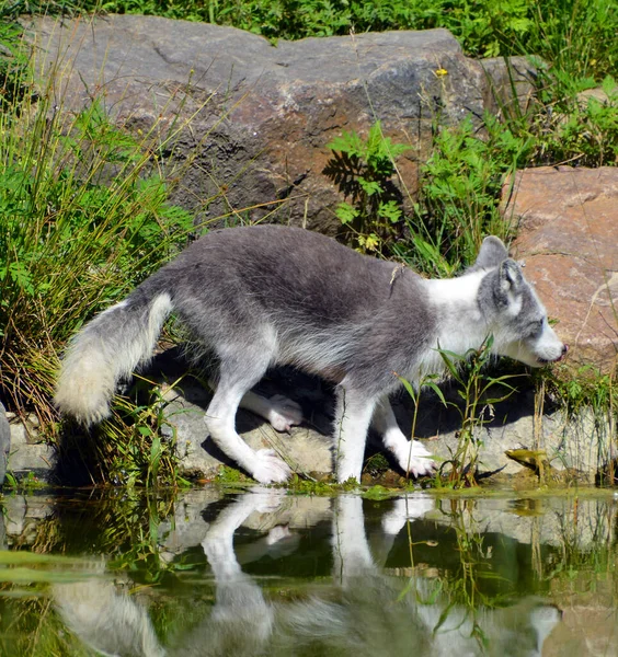 Poolvos Arctic Fox Een Kleine Vos Die Voorkomt Het Noordpoolgebied — Stockfoto