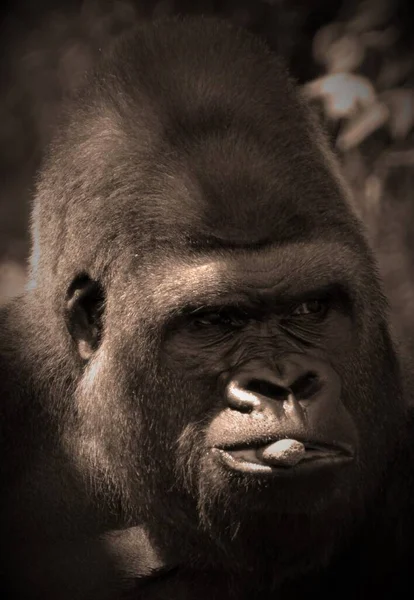 银背大猩猩是生活在地面上的大猩猩 主要是生活在中部非洲森林中的食草类人猿 大猩猩的Dna与人类的Dna非常相似 为9599 — 图库照片