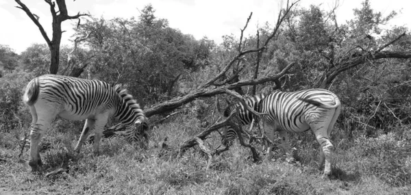 Zebras Hluhluwe Umfolozi Game Reserve Розташований 280 Північ Від Дурбана — стокове фото