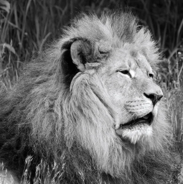 Man Leeuw Zeer Onderscheidend Mannelijke Leeuw Gemakkelijk Herkennen Aan Zijn — Stockfoto