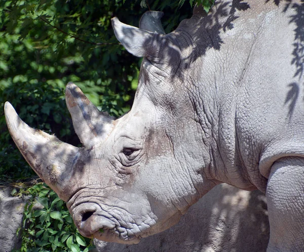 Rhinoceros Також Відомий Носороги Група Яти Сучасних Видів Ненароджених Копитних — стокове фото