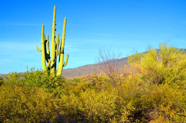 萨瓜罗国家公园 Saguaro National Park 是美国亚利桑那州东南部图森皮马县的一个国家公园 保护索诺兰沙漠的风景 动物和植物 包括巨大的萨瓜罗仙人掌 — 图库照片