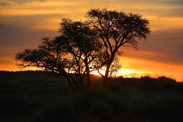 아름다운 사막의 — 스톡 사진