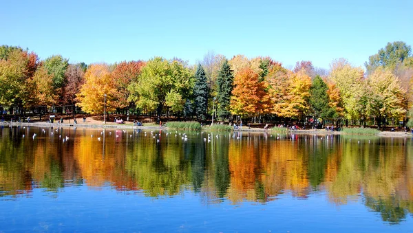 Лесной Осенний Пейзаж Парке — стоковое фото
