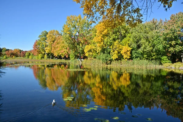 Paysage Automnal Montréal Quebec Canada — Photo