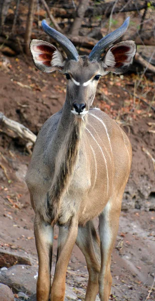 Меншою Куди Ліс Антилопи Знайдені Східній Африці Його Поміщають Рід — стокове фото