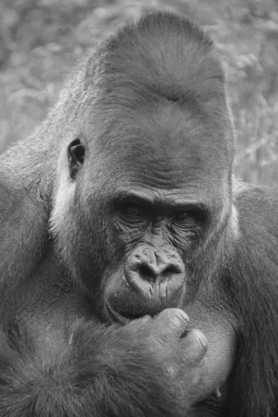 Gorilas São Macacos Terrestres Predominantemente Herbívoros Que Habitam Florestas África — Fotografia de Stock