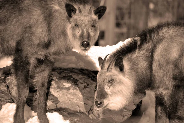 Ιαπωνικός Ορός Capricornis Crispus Είναι Ιαπωνική Κατσίκα Αντιλόπη Ένα Ομοιόμορφο — Φωτογραφία Αρχείου