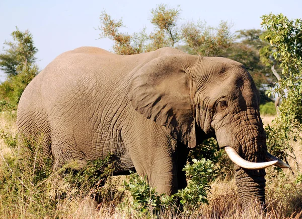 Kruger Park Jihoafrická Republika Afričtí Sloni Jsou Sloni Rodu Loxodonta — Stock fotografie