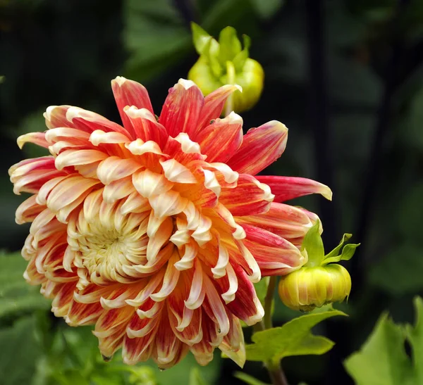 Dahlia Orange Automne — Photo