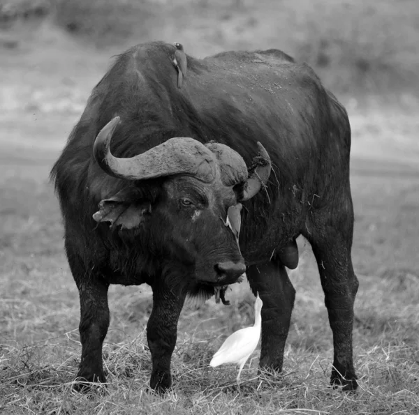 Ptáci Čištění Buffalo Národním Parku Zambezi Národní Park Nachází Proti — Stock fotografie