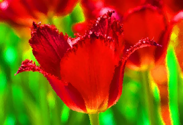 Czerwone Kwiaty Maku Ogrodzie — Zdjęcie stockowe