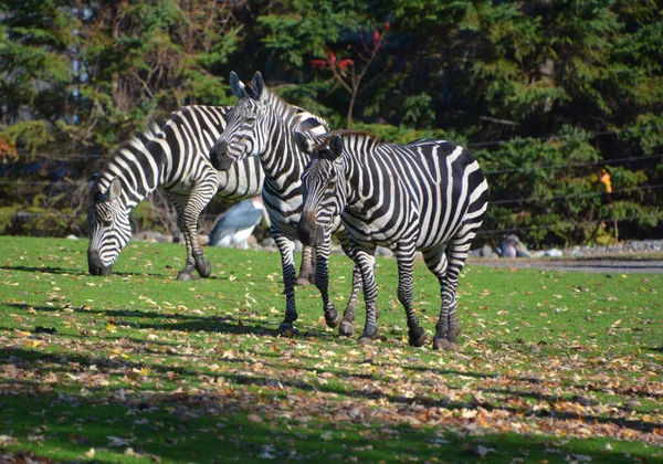 Зебры Несколько Видов Африканских Лошадей Семейство Лошадей Объединенных Своими Отличительными — стоковое фото