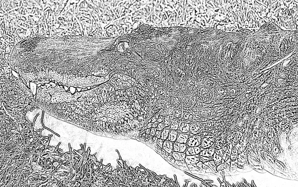 Black White Vector Illustration Crocodile — Stock Photo, Image