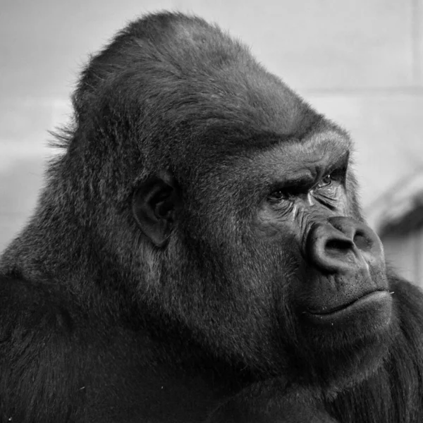 ゴリラは地上に生息しており 主にアフリカ中央部の森林に生息する草食性の類人猿である ゴリラのDnaは人間のDnaと非常によく似ており 9599 — ストック写真