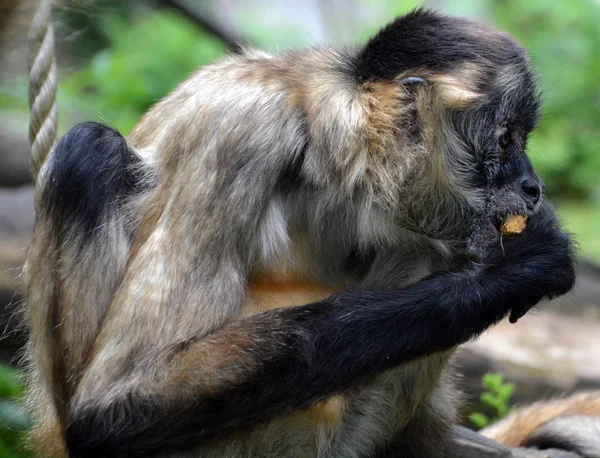 Macaco Aranha Geoffroy Macaco Aranha Mão Preta Uma Espécie Macaco — Fotografia de Stock