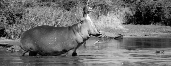 Een Nijlpaard Hippopotamus Amfibie Kruger Park Zuid Afrika Een Van — Stockfoto
