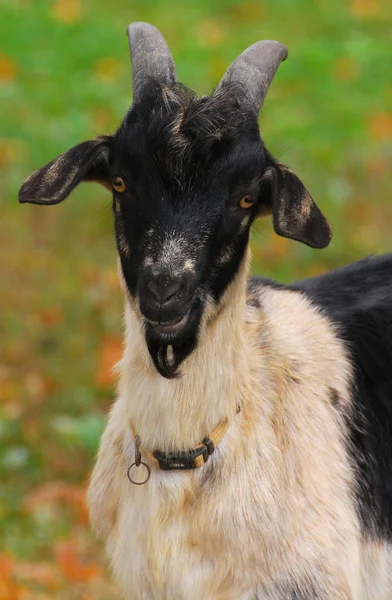 Domestic Goat Capra Aegagrus Hircus Subspecies Goat Domesticated Wild Goat — Stock Photo, Image