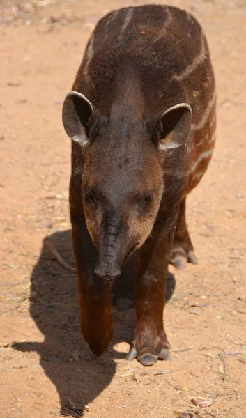 Tapir Południowoamerykański Tapi Brazylijski Tapir Nizinny Lub Anta Jest Jednym — Zdjęcie stockowe