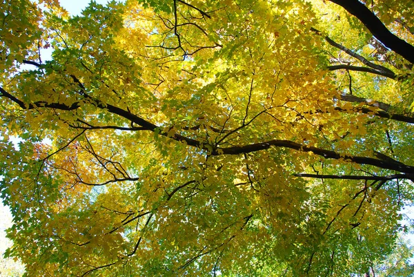 Monodora Myristica Калабашный Мускатный Орех Является Древовидным Деревом Семейства Annonaceae — стоковое фото