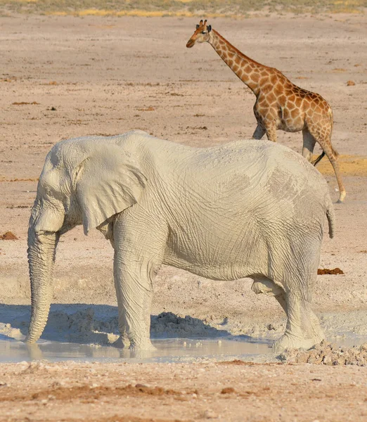 View of an elephant covered in white mud (Etosha National Park) Namibia Africa. Etoshas elephants number about 2500 and occur either in breeding herds numbering up to 50