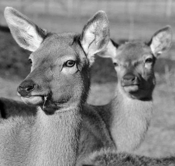 뉴질랜드붉은 New Zealand Red Deer Red Deer 혹평을 동물로 심지어 — 스톡 사진