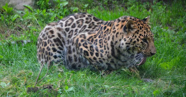 Filhote Jaguar Gato Grande Felino Gênero Panthera Apenas Espécies Existentes — Fotografia de Stock