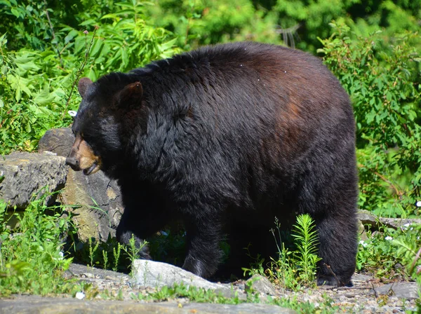 Orso Nero Americano Ursus Americanus Orso Medie Dimensioni Originario Del — Foto Stock