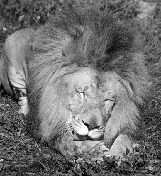 Lion Mâle Très Distinctif Lion Mâle Est Facilement Reconnu Par — Photo