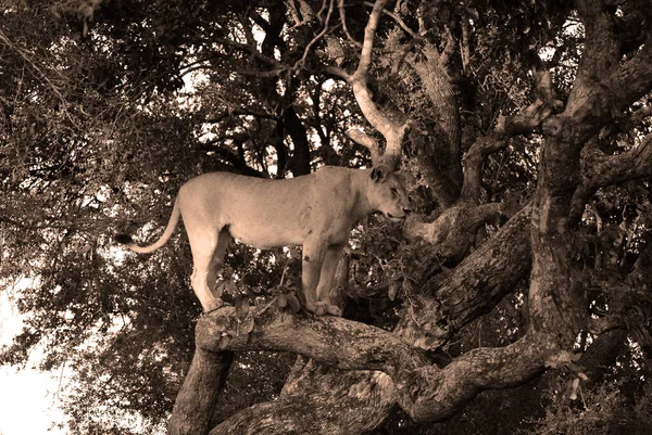 Kruger Park Zuid Afrika Lion Cub Een Van Vier Grote — Stockfoto