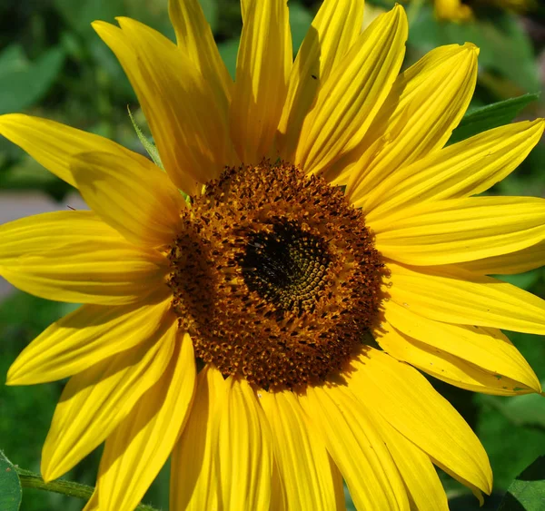 Encerramento Belo Girassol Amarelo Fundo Natureza Verde Dia Sol Macro — Fotografia de Stock