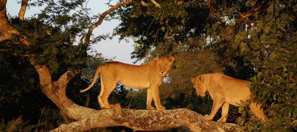 南アフリカのクルーガー公園 ライオンの子はパンテラ属の4匹の大きな猫のうちの1匹で フェレイデス科の一員です — ストック写真